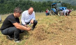 Safranbolu’da safran soğanı hasadı başladı