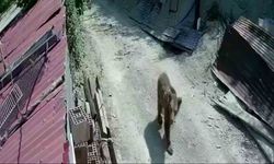Yiyecek bulamayan ayılar mahalle ve köylere inmeye başladı