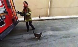 Karabük’te boş daire balkonunda mahsur kalan kedi kurtarıldı