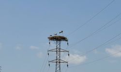 Karabük’te leylek sürüsü ve yuvaları dronla görüntülendi