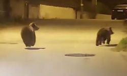 Yolda koşan ayılar kamerada