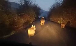 Anne ayı ve yavruları kamerada