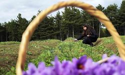 Safran, sarımsak ve kırmızı bibere bilimsel güvence