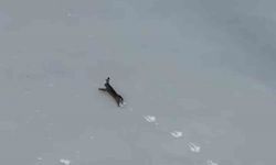 Kar üzerinde koşan yaban tavşanı görüntülendi