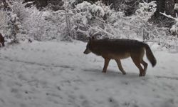 Yiyecek arayan vaşak ile kurtlar fotokapana yansıdı