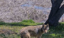 Balık tutmaya giderken kurtla karşılaştılar