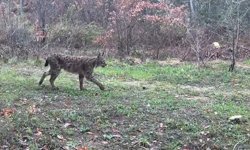 Karabük'te vaşak, domuzlar ve tavşan fotokapanla görüntülendi