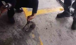 Otomobilin motoruna giren yavru kedi kurtarıldı