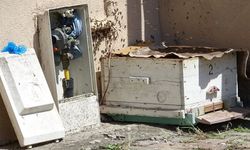 Doğal gaz kutusuna yuva yapan arılar tedirgin etti