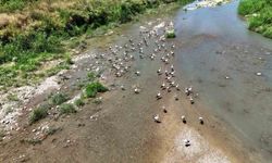 Soğanlı Çayı'nı mesken tutan leylekler dronla görüntülendi