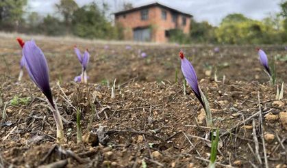 Soğuk hava dünyanın en pahalı baharatında erken çiçek açtırdı