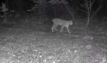 Karabük’te vaşak ve yavrusu ile kurt, fotokapana yansıdı