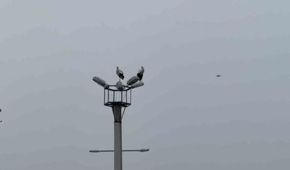 Karabük'ün simgesi haline gelen leylek dronla görüntülendi
