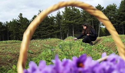 Safran, sarımsak ve kırmızı bibere bilimsel güvence