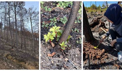 KBÜ yangın sonrası ekolojik süreci araştıracak