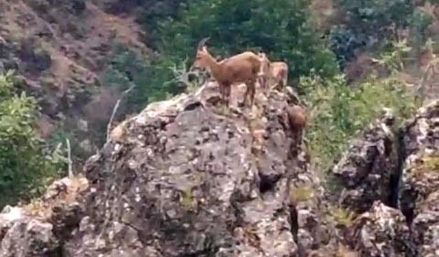 Yabani keçiler kayalık üzerinde görüntülendi