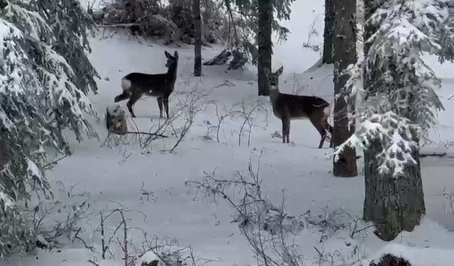 Karla kapla ormanda karacalar kameraya yansıdı