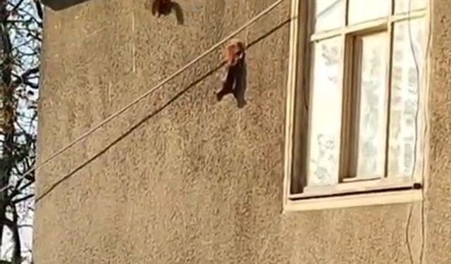 Evin duvarında gezinen sincaplar kamerada