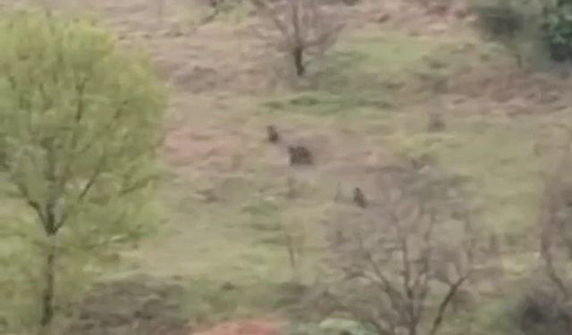 Karabük’te ayılar ve domuzlar cep telefonu kamerasıyla görüntülendi