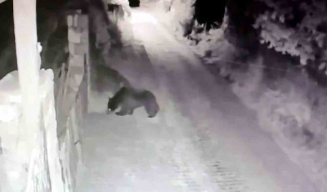 Köye inen ayı güvenlik kamerasına yansıdı