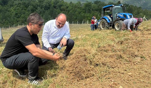 Safranbolu’da safran soğanı hasadı başladı