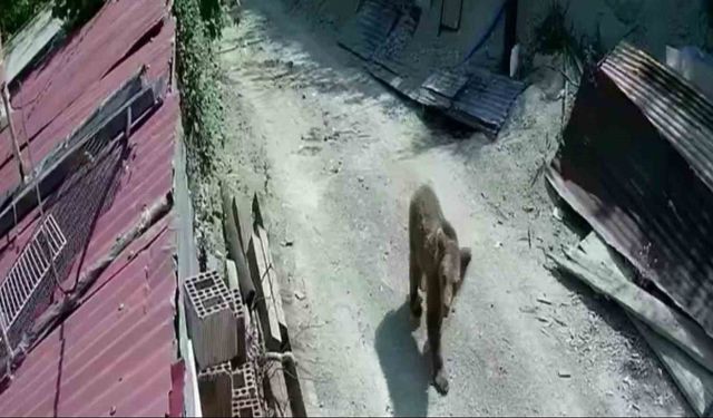 Yiyecek bulamayan ayılar mahalle ve köylere inmeye başladı