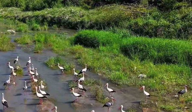 Karabük’te leylekler ve pelikan dronla görüntülendi