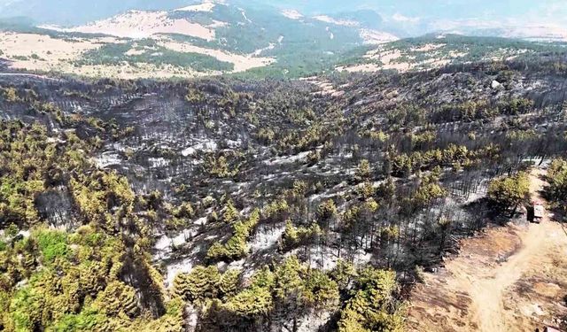 Karabük’te orman yangınının ardından yürek burkan manzara