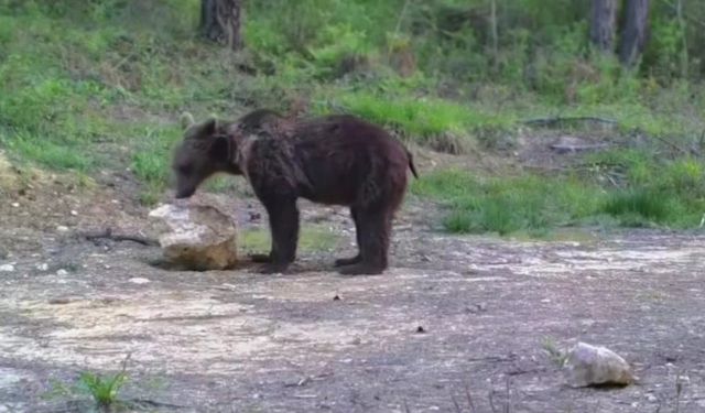 Karabük’te yiyecek arayan yaban hayvanları fotokapanla görüntülendi