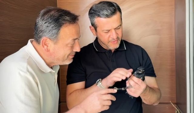 Yangından yaralı kurtarılan saksağana belediye başkanı makamında bakıyor