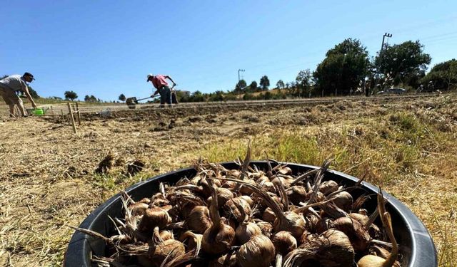 Dünyanın en pahallı baharatı Safran toprakla buluşuyor