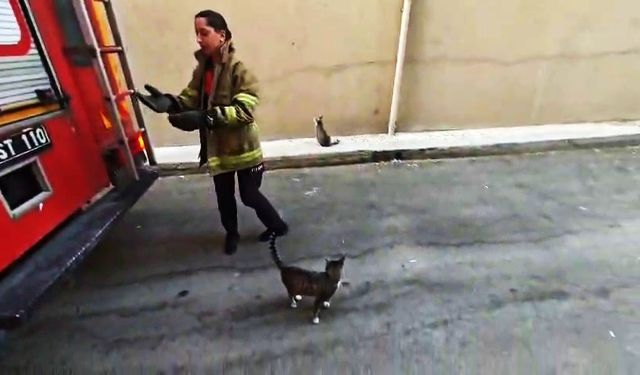 Karabük’te boş daire balkonunda mahsur kalan kedi kurtarıldı