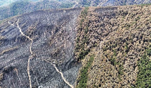 Karabük’te yangın sonrası ormanlar hazan rengine büründü