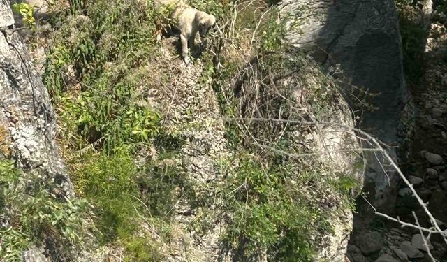 Kayalıkta mahsur kalan köpeği itfaiye ekipleri kurtardı