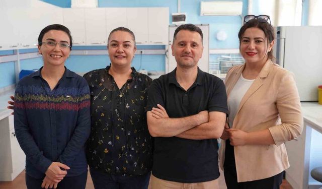 Zeytin yaprağında bulunan güçlü antioksidan ile böbrek hasarını önlemeyi hedefliyorlar