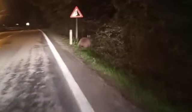 Aç kalan ayılar yollara düştü