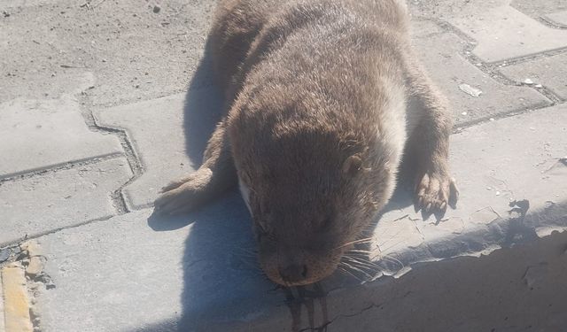 Aracın çarptığı su samuru telef oldu