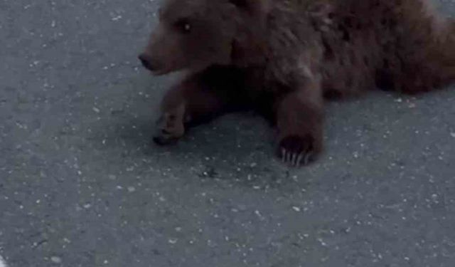 Kara yolundaki yaralı yavru ayı DKMP’ya teslim edildi