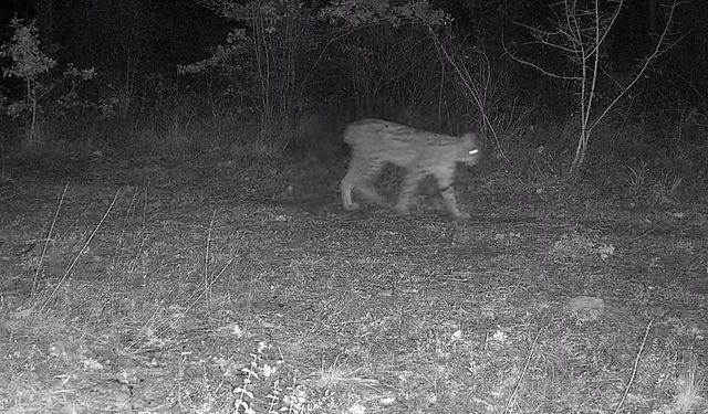 Karabük’te vaşak ve yavrusu ile kurt, fotokapana yansıdı