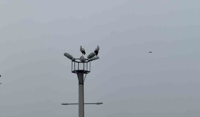 Karabük'ün simgesi haline gelen leylek dronla görüntülendi