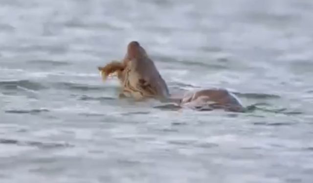 Su samuru avını yerken görüntülendi