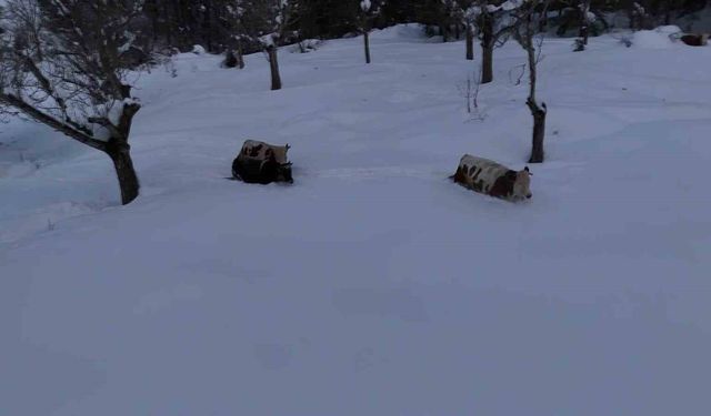 Büyükbaş hayvanların karla imtihanı dronla görüntülendi