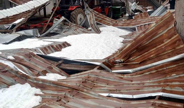 Kar birikintisi mandıra çatısını çökertti: 4 ton buğday zarar gördü