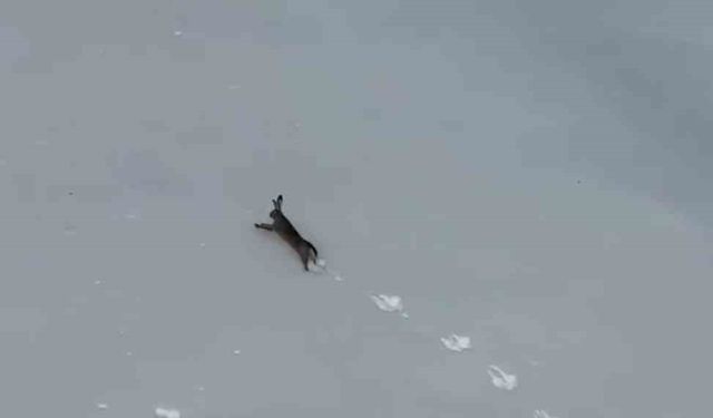 Kar üzerinde koşan yaban tavşanı görüntülendi