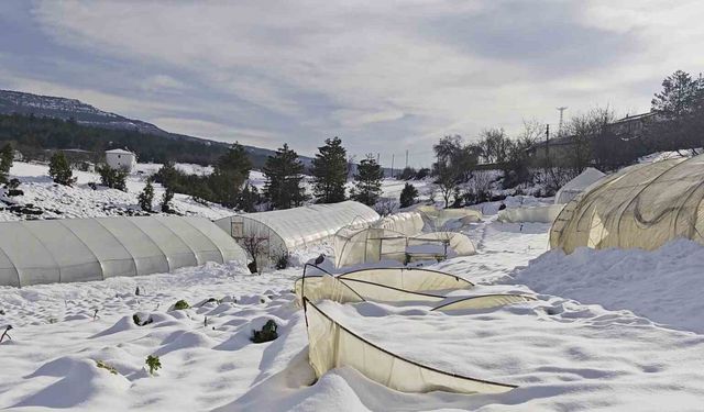 Yoğun kar çok sayıda serayı yıktı