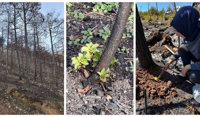 KBÜ yangın sonrası ekolojik süreci araştıracak