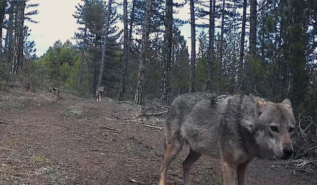 Karabük'te yerleşim yerlerine inen yaban hayvanları kamerada