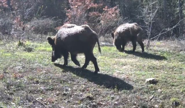 Yiyecek arayan yaban hayvanları fotokapanla görüntülendi