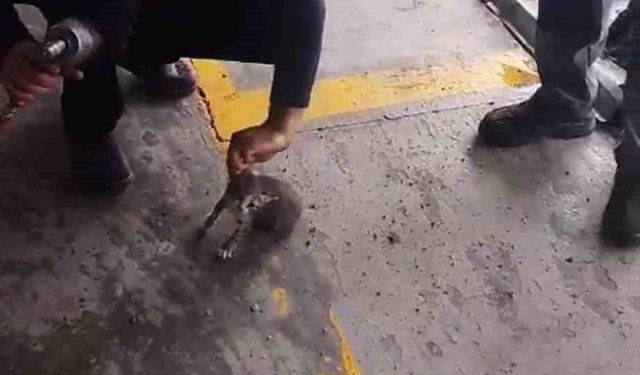 Otomobilin motoruna giren yavru kedi kurtarıldı