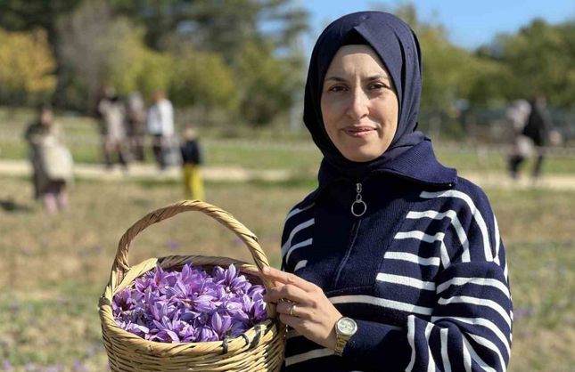 ‘Dünyanın en pahalı baharatı’ safranı hasat etmek için soluğu tarlalarda aldılar